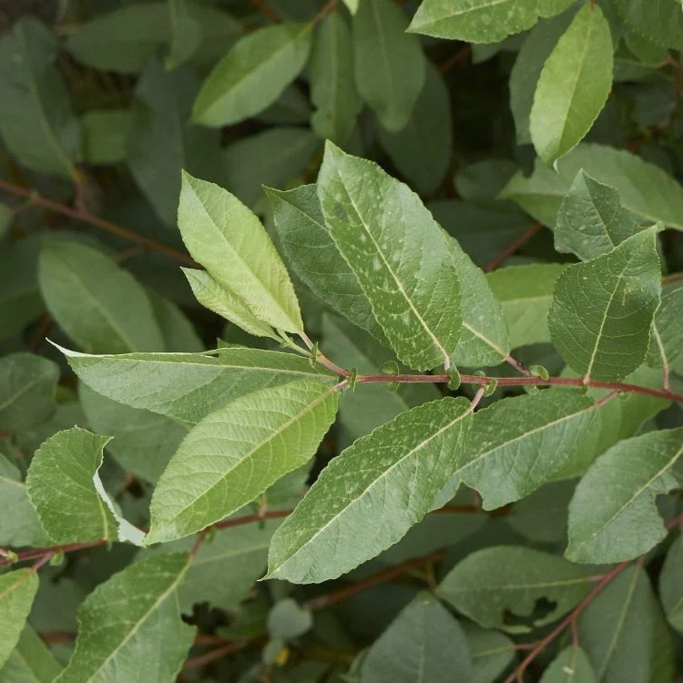 Salix daphnoides - 60-100 CM bare root 0/1 1-2 branche